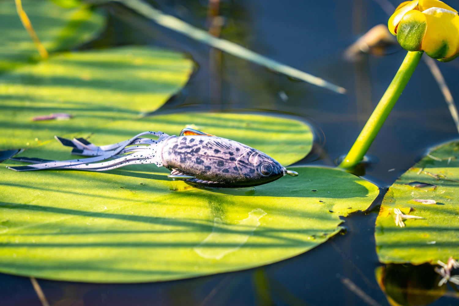 When To Fish Topwater Frogs